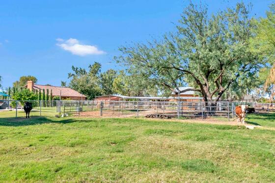 Horse properties in Chandler, AZ